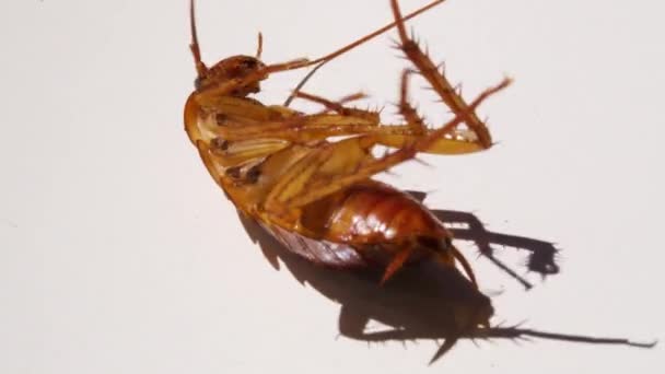 Жуткий таракан. умирающий таракан близко. концепция инсектицидов и пестицидов, средство от насекомых, — стоковое видео