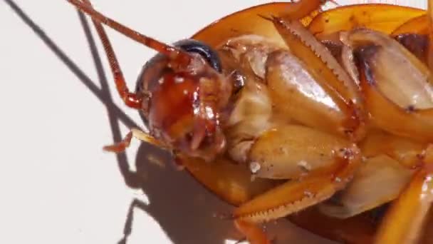 Chiudi lo scarafaggio isolato su sfondo bianco.Gli scarafaggi stanno morendo Scarafaggio sullo sfondo bianco e supinazione dello scarafaggio bianco. — Video Stock