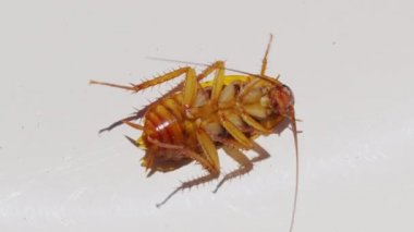 Hamamböcekleri beyaz arka planda izole edilmiş, hamamböcekleri böcek ilacıyla ölü yatıyor. Beyaz arka planda izole edilmiş. Mikroplu ve çamurlu hayvanlar..