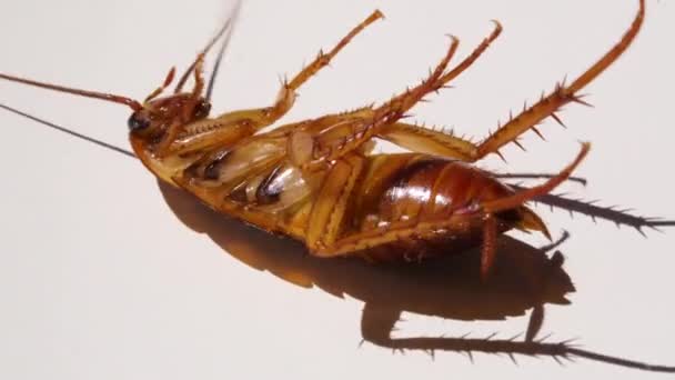 Cucaracha aislada sobre fondo blanco, las cucarachas yacen muertas con insecticida. Aislado sobre fondo blanco. Animales con gérmenes y tierra. — Vídeo de stock