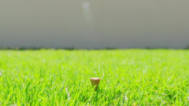 Hand zetten golfbal op groen gras. Sluitingsdatum. — Stockvideo