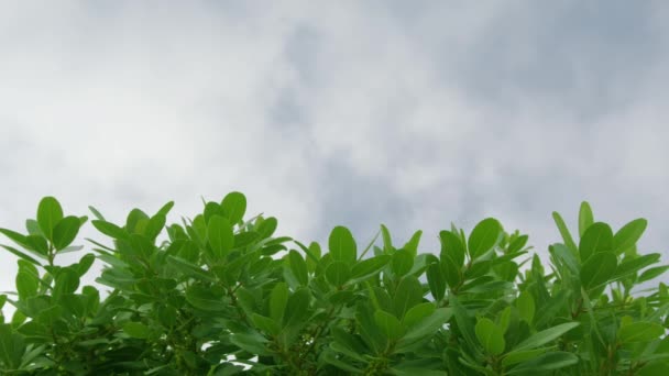 风中飘扬的树木和枝条，蓝天中的叶树. — 图库视频影像