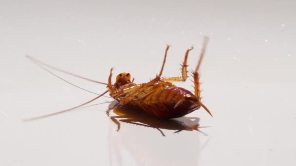 Cocroach espeluznante. cucaracha moribunda de cerca. concepto de insecticida y pesticida, repelente de insectos, — Vídeo de stock