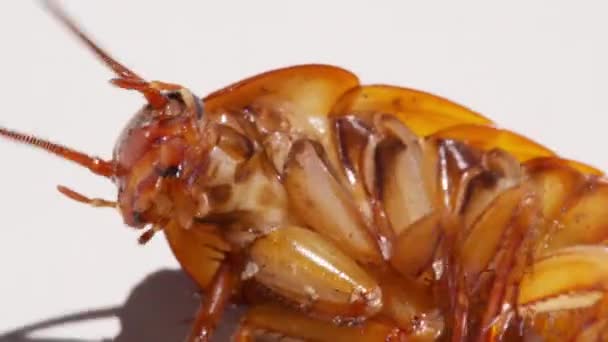 Close up cockroach isolated on white background.Cockroaches are dying White background cockroach and white cockroach supination. — Stok Video