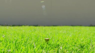 Golfçü golf sahasındaki golf sahasına golf topu koyuyor. Yakın çekim..