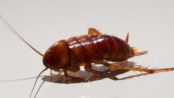 Закрыть таракана изолированы на белом фоне. Тараканы умирают белый фоновый таракан и белый таракан супинация. — стоковое видео