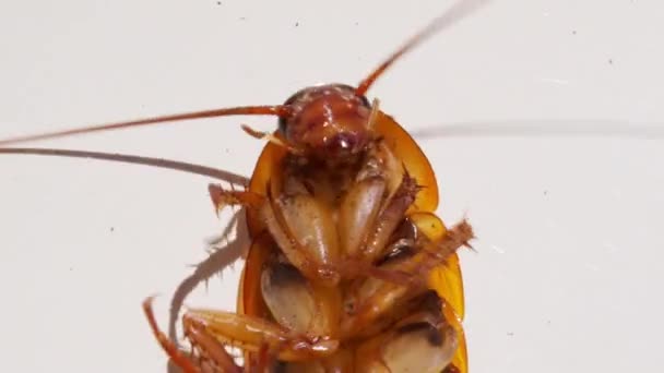 Kakkerlak geïsoleerd op witte achtergrond, kakkerlakken liggen dood met Insecticide. Geïsoleerd op witte achtergrond. Dieren met kiemen en vuil. — Stockvideo