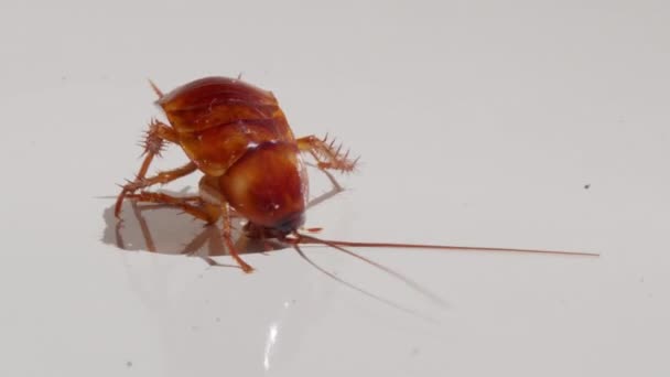 Close-up kakkerlak geïsoleerd op witte achtergrond.kakkerlakken sterven witte achtergrond kakkerlak en witte kakkerlak supination. — Stockvideo