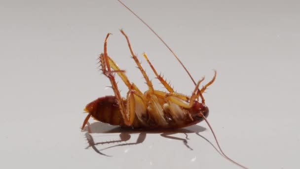Chiudi lo scarafaggio isolato su sfondo bianco.Gli scarafaggi stanno morendo Scarafaggio sullo sfondo bianco e supinazione dello scarafaggio bianco. — Video Stock