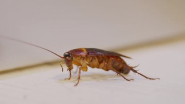 Kahverengi hamamböceğini yakın plan çek.,