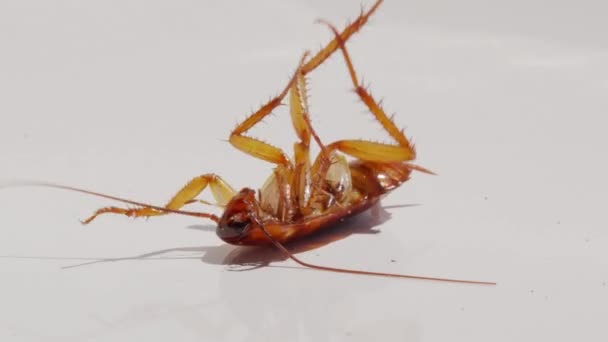 Creepy cocroach. dying cockroach close up. insecticide and pesticide concept, insect repellent, — Stock Video