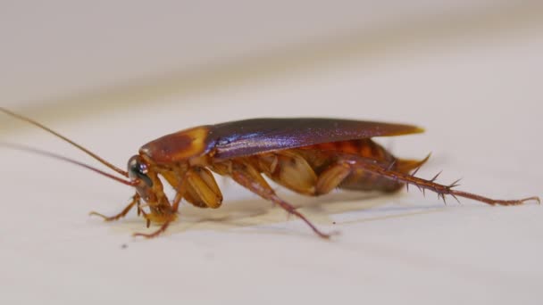 Zbliżenie brązowego karalucha na podłodze, — Wideo stockowe