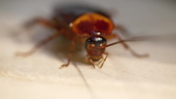 Primer plano de cucaracha marrón en el suelo, — Vídeos de Stock