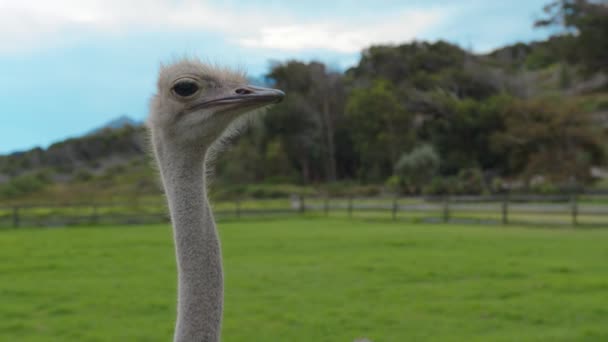 Struisvogel hoofd en nek voorportret in het park. Struisvogelkop in natuurlijke omgeving. — Stockvideo