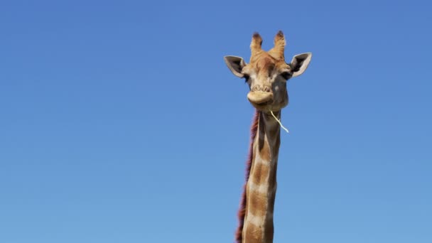 Närbild av Wild giraff, Afrikansk giraff. — Stockvideo