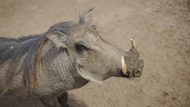 Common Adult Warthog, Jihoafrická republika Warthog. — Stock video