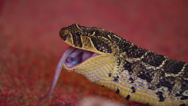 Serpiente comiendo un ratón, serpiente rata que somete a su presa por constricción. Alimentación de primer plano. — Vídeos de Stock