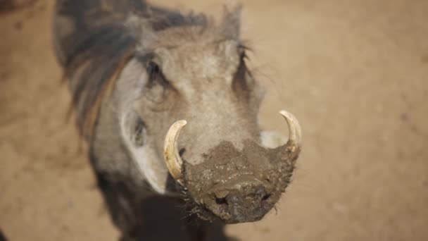 Vanliga Adult Warthog, Sydafrika Warthog. — Stockvideo