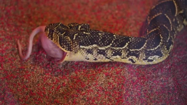 Serpiente comiendo un ratón, serpiente rata que somete a su presa por constricción. Alimentación de primer plano. — Vídeos de Stock