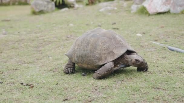 Tortugas gigantes cautivas en Sudáfrica. — Vídeo de stock
