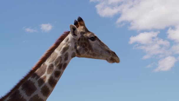 Nahaufnahme von Wilde Giraffe, Afrikanische Giraffe. — Stockvideo