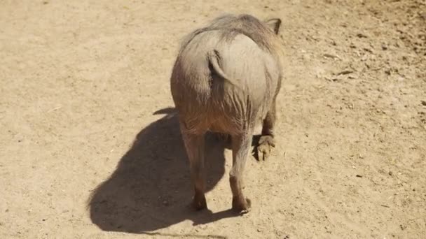 Vanliga Adult Warthog, Sydafrika Warthog. — Stockvideo