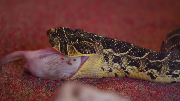 Змія, що їсть мишу, щурячу змію, яка пригнічує свою здобич звуженням. Крупним планом годування . — стокове відео