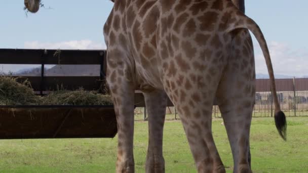 Girafa a comer erva num jardim zoológico. Girafas no parque de safári. Linda girafa no zoológico. — Vídeo de Stock