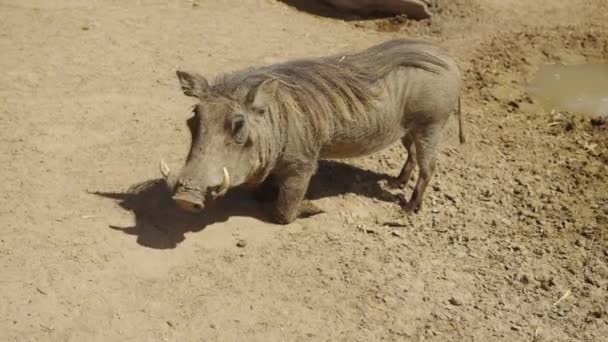 Common Adult Warthog, South Africa Warthog. — Stock Video