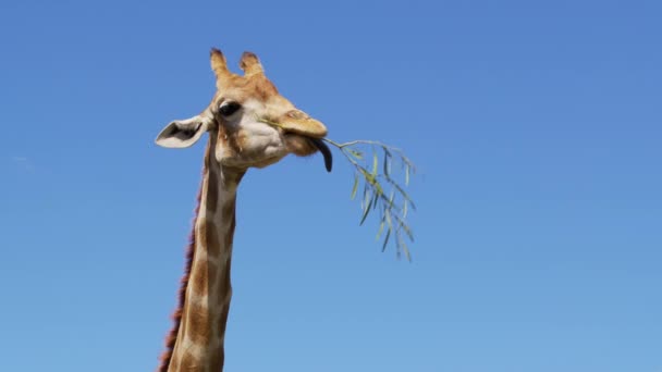 La jirafa mastica la hierba. Curiosa jirafa en el cielo de fondo. — Vídeos de Stock
