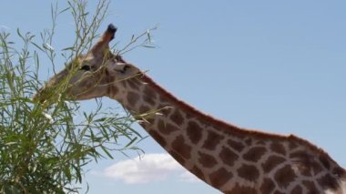 Zürafa çimleri çiğniyor. Arka planda meraklı zürafa.