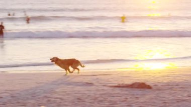 Köpek plajda top yakalamayı özlüyor. Yavaş çekim.