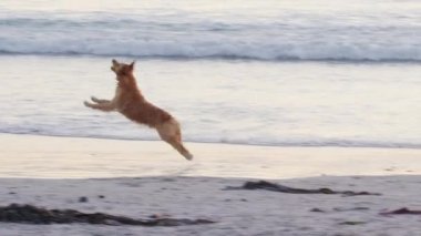 Köpek plajda top yakalamayı özlüyor. Yavaş çekim.