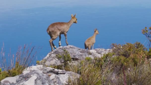 Een paar klipspringer antilopen in natuurlijke habitat, Tafelberg, Zuid-Afrika. — Stockvideo