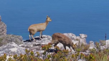 Doğal habitatta bir çift klipspringer antilobu, Masa Dağı, Güney Afrika.
