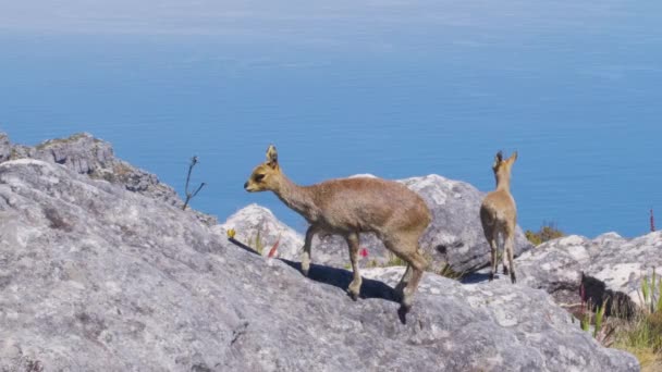 Een paar klipspringer antilopen in natuurlijke habitat, Tafelberg, Zuid-Afrika. — Stockvideo