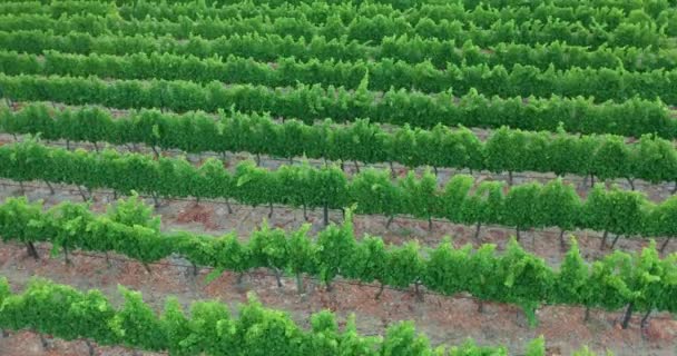 Vista aérea. Viñedo en Sudáfrica. — Vídeos de Stock