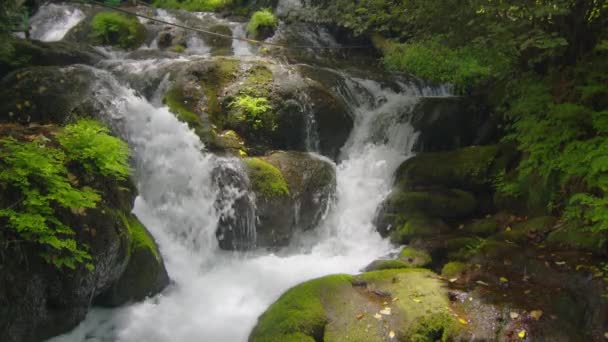 Prachtige zoetwater stroomversnellingen watervallen rivier stroomt. — Stockvideo