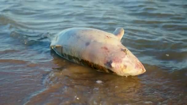 Un delfín murió debido a la contaminación del mar. — Vídeo de stock