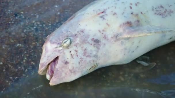 Dode jonge dolfijn aan de kust. Aardse fauna, milieuvervuiling, ecologische catastrofe. — Stockvideo