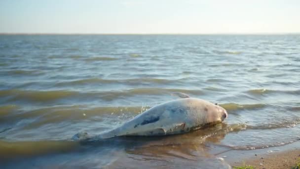 Halott fiatal delfin a tengerparton. Föld élővilága, környezetszennyezés, ökológiai katasztrófa. — Stock videók