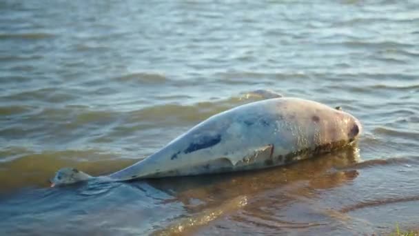 Delfín zemřel v důsledku znečištění moře. — Stock video