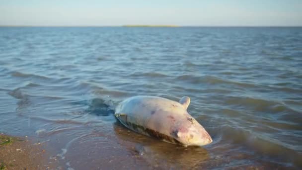 Halott fiatal delfin a tengerparton. Föld élővilága, környezetszennyezés, ökológiai katasztrófa. — Stock videók