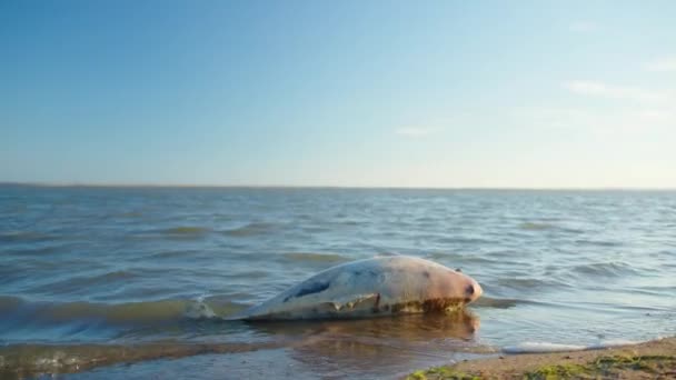 Halott fiatal delfin a tengerparton. Föld élővilága, környezetszennyezés, ökológiai katasztrófa. — Stock videók