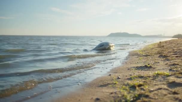 Mrtvý mladý delfín na mořském břehu. Živočišná příroda, znečištění životního prostředí, ekologická katastrofa. — Stock video