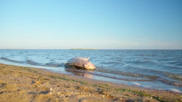 Ένα δελφίνι πέθανε από μόλυνση της θάλασσας.. — Αρχείο Βίντεο