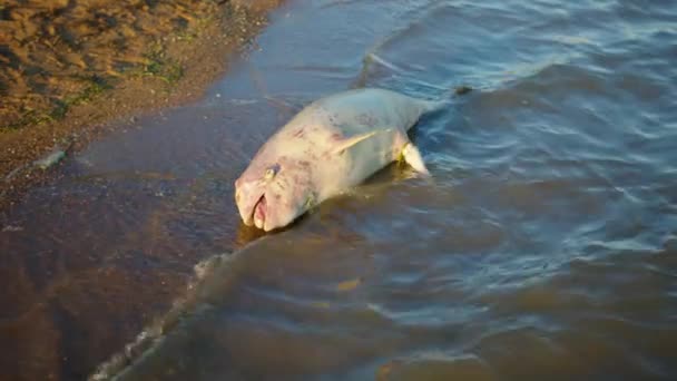 A dolphin died due to pollution of the sea. — Stock Video