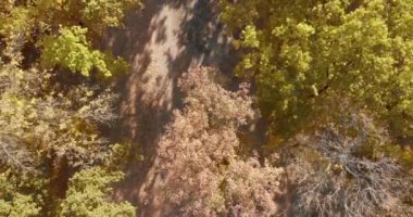 En tepedeki sonbahar tahtası. Doğa geçmişi. Renkli ağaçlarla dolu sonbahar ormanının havadan görünüşü. Sonbahar ormanı insansız hava aracı manzarası. Parlak sarı yapraklı ağaçlar. Sonbaharda yaprak döken orman.