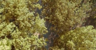 En tepedeki sonbahar tahtası. Doğa geçmişi. Renkli ağaçlarla dolu sonbahar ormanının havadan görünüşü. Sonbahar ormanı insansız hava aracı manzarası. Parlak sarı yapraklı ağaçlar.