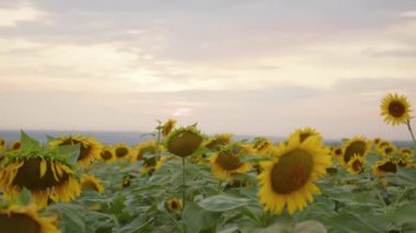 Küçük mutlu çocuk tarlada ayçiçekleriyle mutlu. Yavaş çekim videosu. Yaz tarlasında büyük ayçiçeği kokusu alıyorum. Hoş bir kokunun lezzeti. Yaz tatili. yaşam tarzı konsepti.